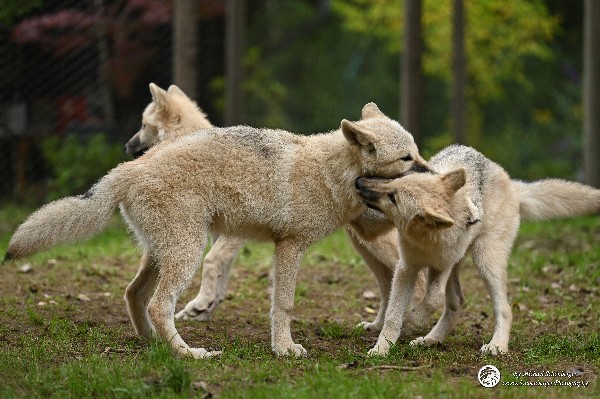 Polarwölfe Arctic wolves Anyu Nova Yuki